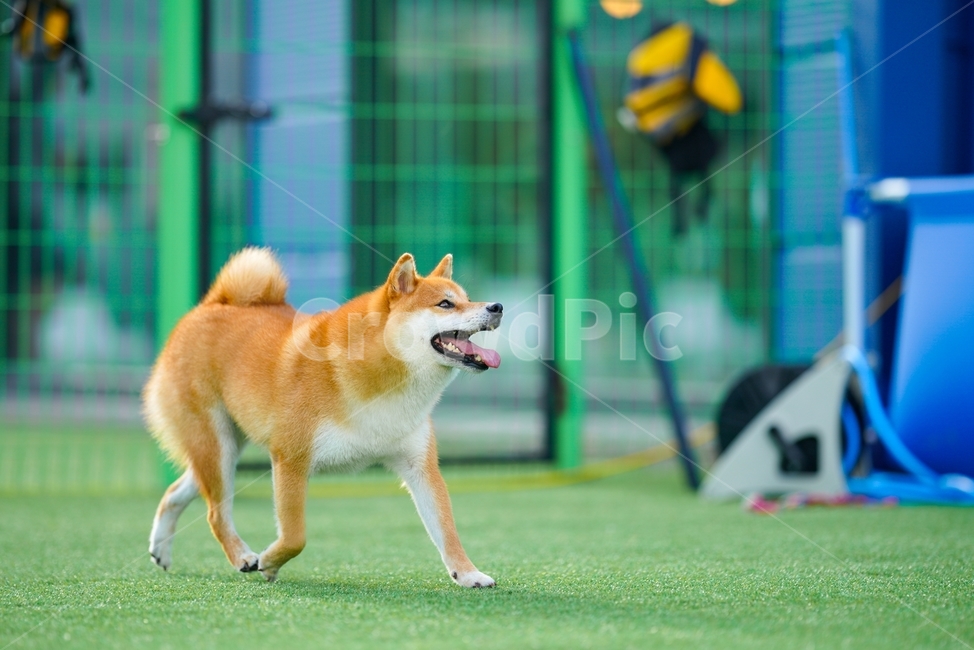 animal,pet,동물,dog,개,포유류,시바,시바이누,시바견,적시바,동물,animal,포유류,mammal,개,강아지,dog,doggy