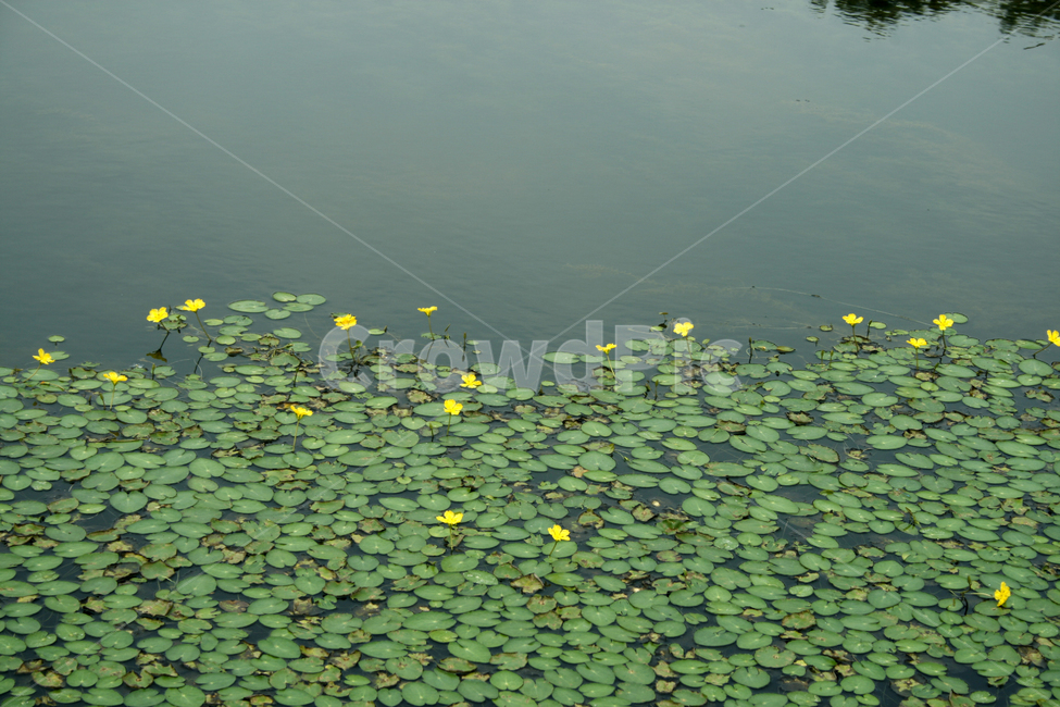 호수,수생식물,어리연꽃,식물,flower,plants,nature,꽃,공원,자연,풍경,nature,landscape,lily,백합,blossom,plant