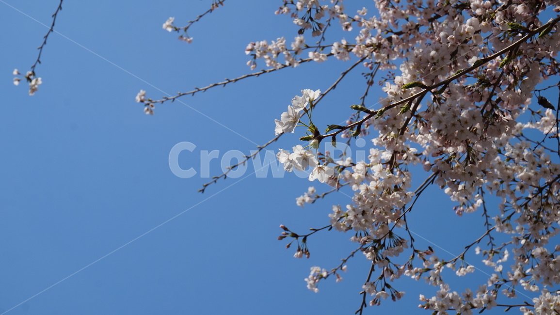 벚꽃,벚꽃나무,cherryblossom,연분홍,babypink,나무,벚,벚나무,blossom,blossoms,cherryblossoms,봄,계절,spring,season,자연,풍경,nature,landscape,plant,식물,flower,꽃
