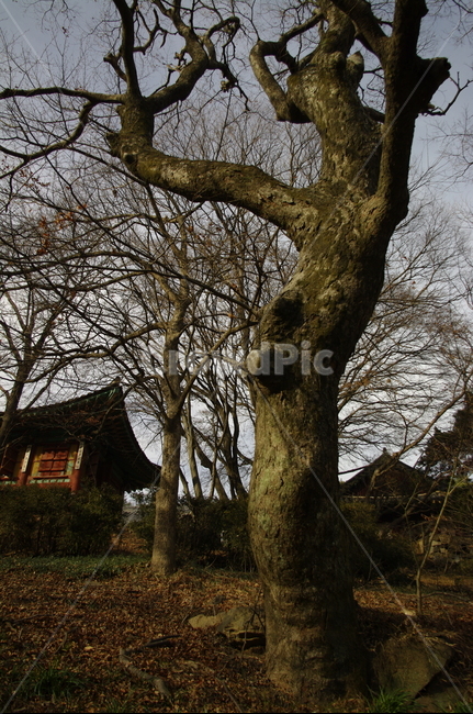 나무,겨울,식물,plant,사찰,식물,자연,plants,nature,나무,trees,wood