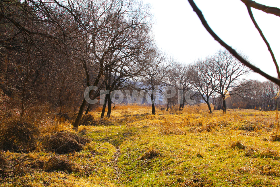 갈대,억새,풀,마른풀,풀숲,풀숲길,하천,강가,길가,가을,계절,fall,autumn,season,자연,풍경,nature,landscape,ground,바닥,tree,나무,plant,식물,outdoors,옥외