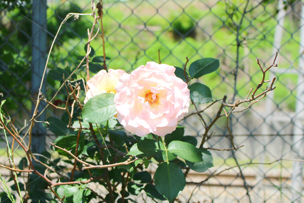 꽃,장미,하얀장미,감성사진,여름,5월,흰색,flower,rose,풍경,풍경사진,자연,식물,자연,plants,nature,꽃,flower