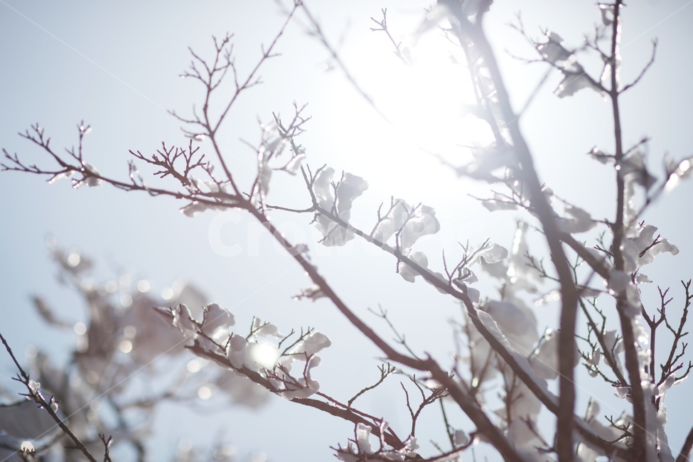 눈,눈꽃,나무가지,자연,tree