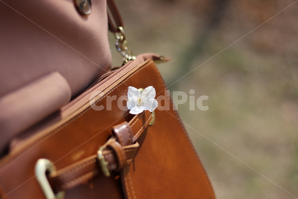 봄,봄꽃,벚꽃,꽃,spring,springtime,cherryblossom,landscape,scenery,flower,picture,풍경,감성,감성사진,스냅사진,봄나들이,봄,계절,spring,season,꽃,flower