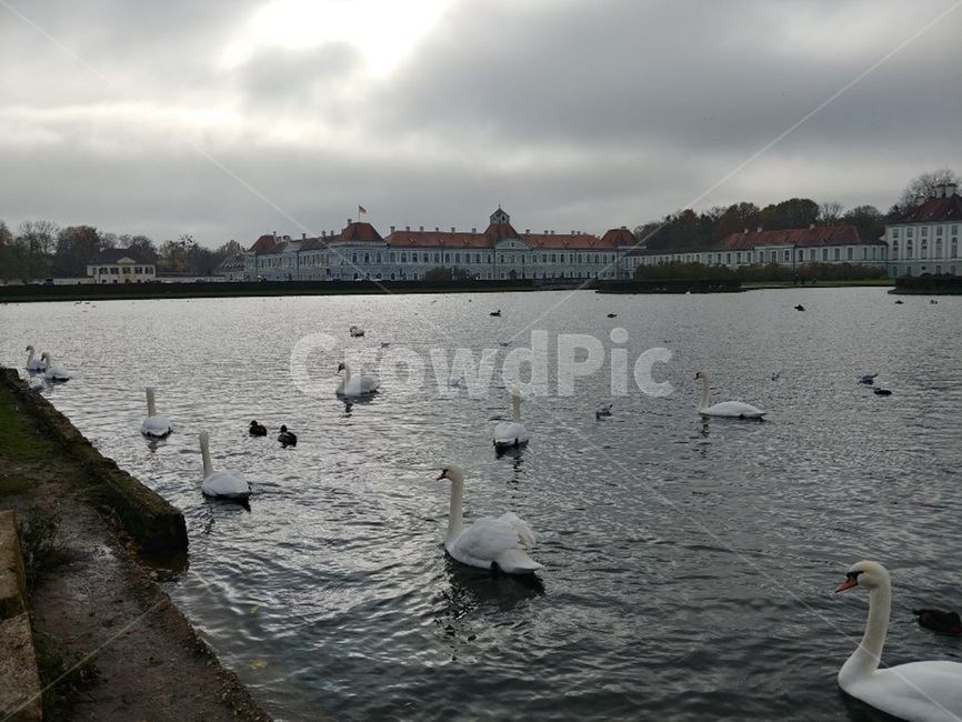 님펜부르크성,백조,swan,lake,호수,새,bird,독일,뮌헨