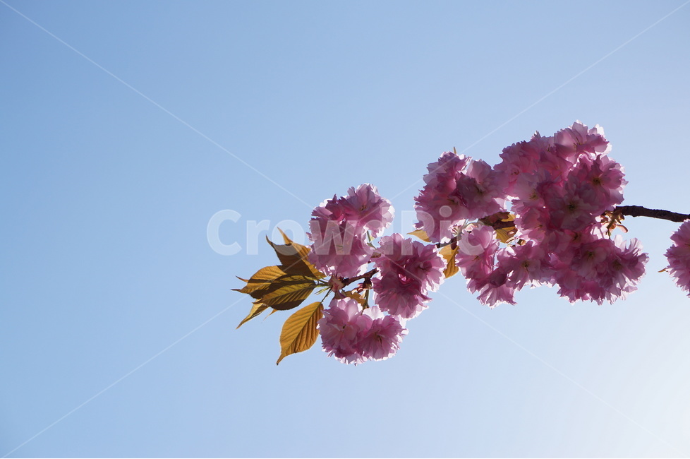 겹벚꽃,왕벚꽃,핑크,봄,하늘,풍경,봄,계절,spring,season,식물,자연,plants,nature,꽃,flower,plant,blossom