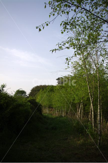 자작나무,나무,숲,식물,길,하늘,자연,풍경,nature,landscape,tree,plant