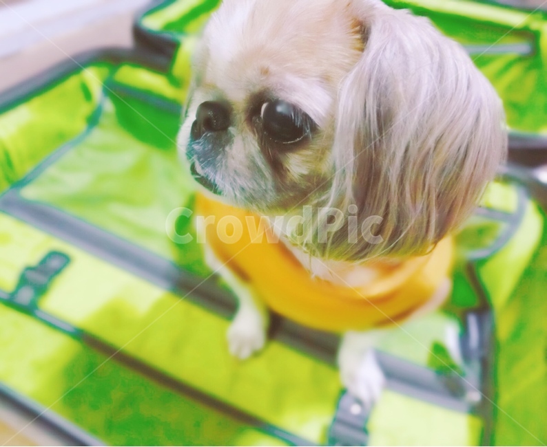 강아지,시츄,강아지옆모습,반려동물,반려견,옷입은강아지