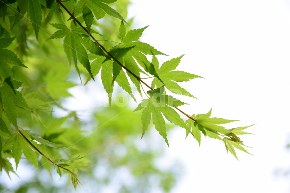 단풍,청단풍,단풍잎,잎사귀,녹색잎,초록,자연,식물,plants,nature,힌하늘,하늘