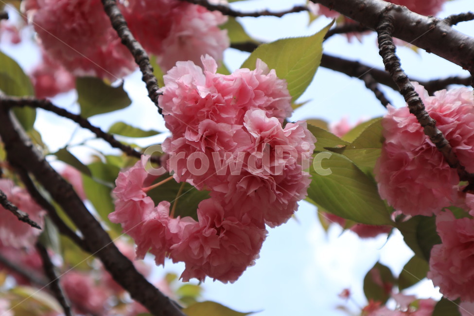 겹벚꽃,벚꽃,봄,분홍색,꽃,자연,spring,식물,flower