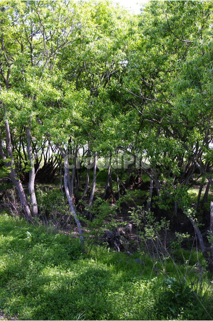 숲,자연,나무,초록,식물,color,풍경,tree,식물,자연,plants,nature