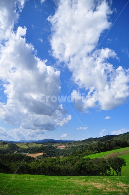 대관령,양떼목장,하늘,구름,자연,초원,나무,산,풍경,sheep,farm,sky,clouds,nature,landscape,mountain,자연,풍경,nature,landscape,한국자연풍경,한국자연경관,korea nature landscape,outdoors,옥외,azure sky,푸른 하늘