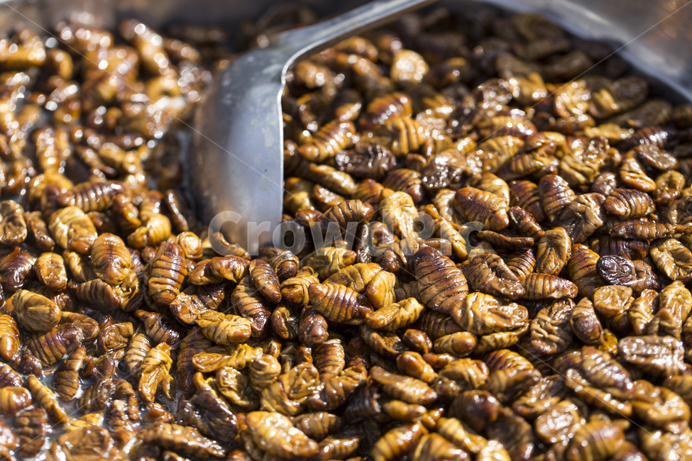 번데기, 뻔데기, 간식, 식품, 단백질, 사진,이미지,일러스트,캘리그라피 natsu u작가