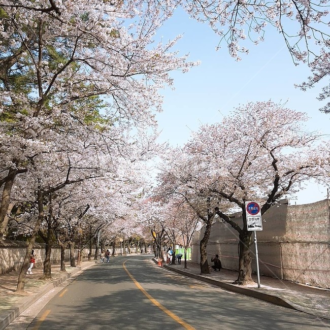 벚꽃,벚꽃길,봄,꽃,벚나무,식물,자연,plants,nature,꽃,flower