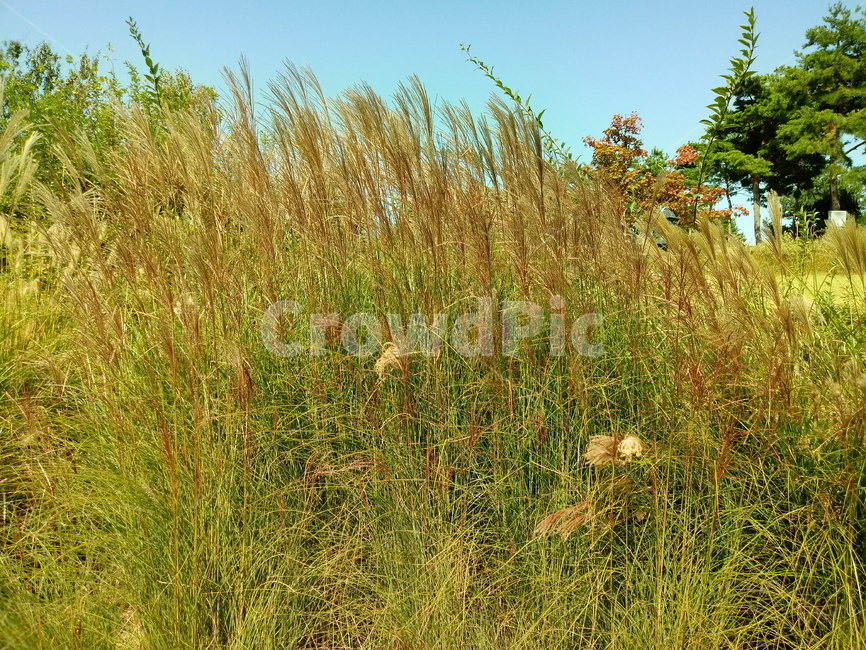 갈대,식물,reed,벼과,여러해살이풀,plant,겸가,노위,문견초,위근,위경,식물,자연,plants,nature