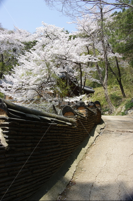 벚꽃,기와,전통,사적지,봄,흰꽃,길,봄,계절,spring,season,한국전통,한국문화,korean traditional,korean culture,건축물,건물외관,exterior,building,structure,architecture,construction,plant,식물