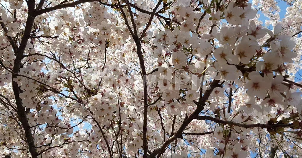 꽃,flower,daffodil,벚꽃,나무,plant,식물,하늘,자연,봄,blossom