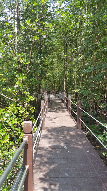나무,풀,자연,풍경,다리,자연,풍경,nature,landscape,building,건물,bridge,boardwalk,산책로