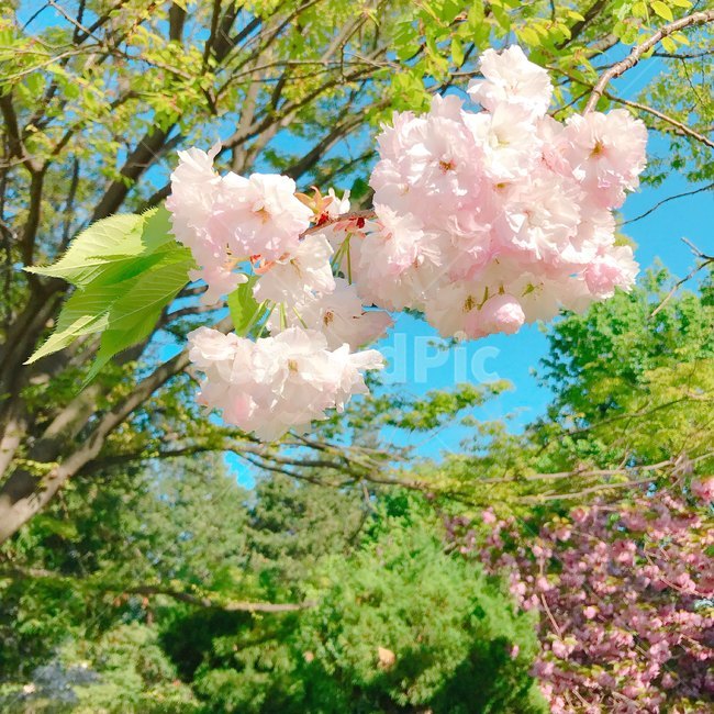 봄,꽃,벚꽃,화사한,초록색,벚꽃나무,청량한,자연,나무,상큼한,nature,tree,flower,flowers,blossom,blooming,배경,background
