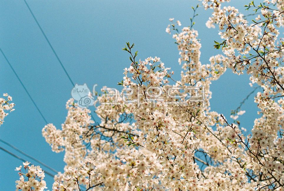 cherry blossom tree,spring,spring flowers,Cherry Blossom,spring day