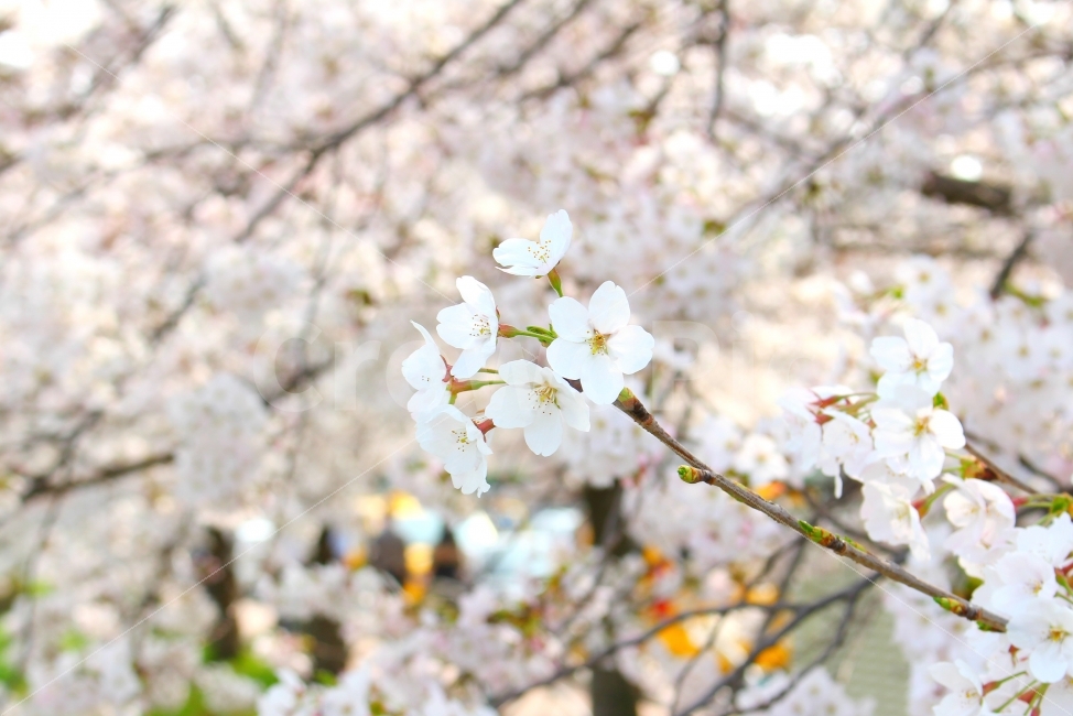 꽃,봄,풍경사진,감성사진,자연,풍경,spring,photo,cherryblossoms,flower,벚꽃,봄,계절,spring,season,식물,자연,plants,nature,꽃,flower,plant,blossom,cherry blossom