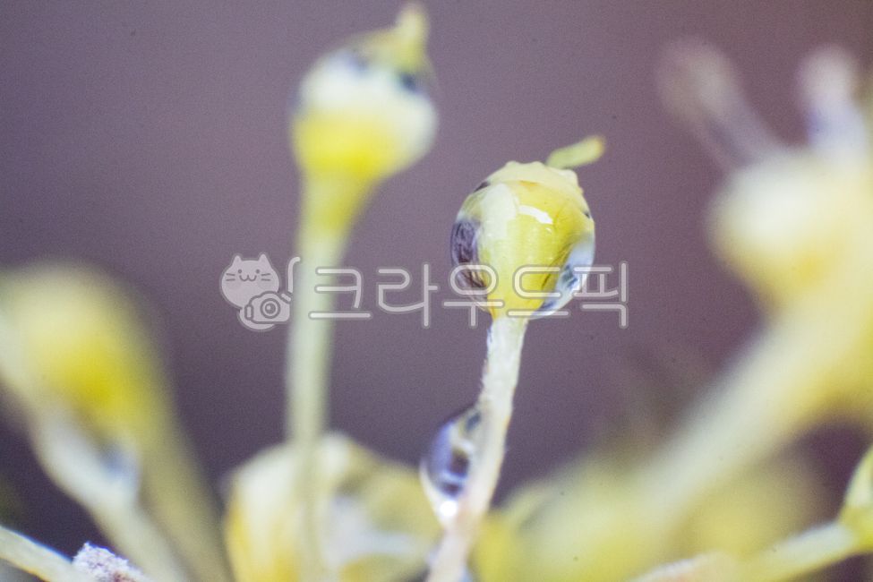 macro,waterdrop,rainday,water drop,rainy,petal,closeup,affix,plant