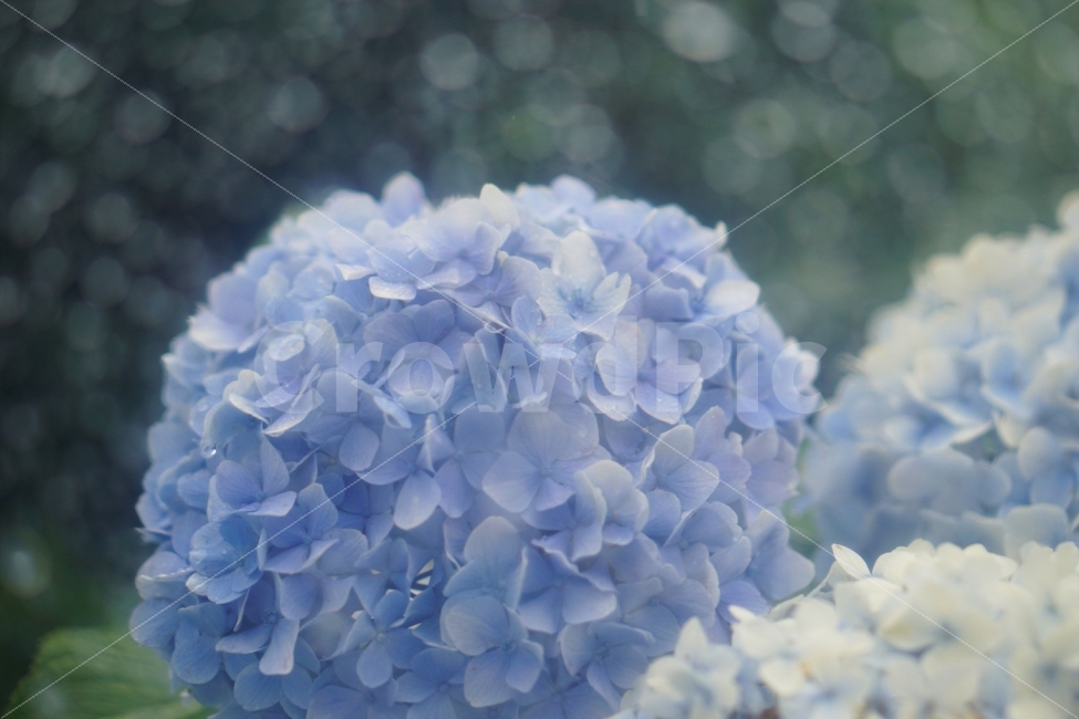 수국,꽃,빗방울,제주도,몽환,봄,계절,spring,season,식물,자연,plants,nature,꽃,flower,감성,sensible,feeling,plant,geranium,제라늄,blossom,bush,부시,vegetation,초목