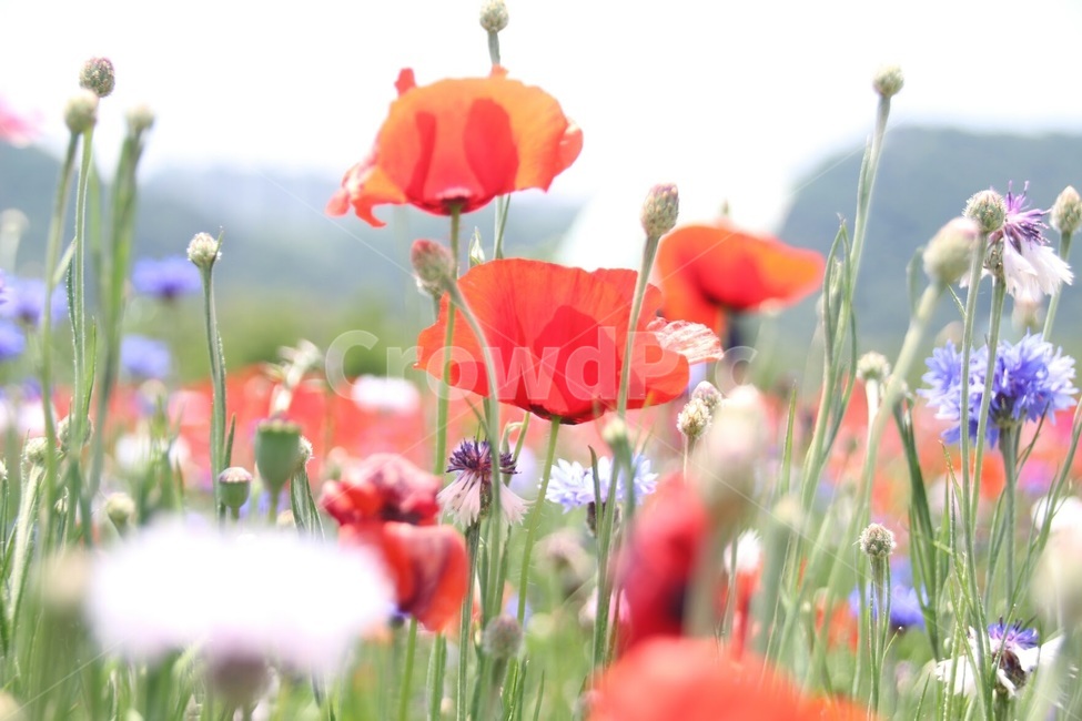 꽃,식물,양귀비,생태공원,화초,식물,자연,plants,nature,꽃,flower