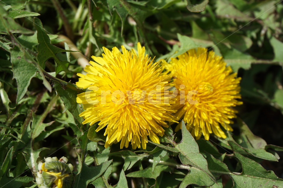 노란민들레,노랑색,녹색,4월,민들레,민들레나물,봄,식물,자연,plants,nature,꽃,flower