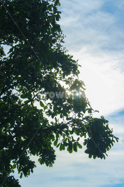 하늘,햇빛,날씨,맑음,sky,나무,tree,나무줄기,treetrunk,자연,빛,light