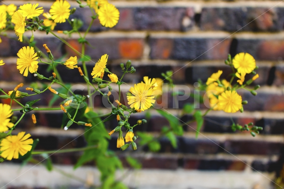 꽃,민들레,노랑,Dandelion,Flower,식물,자연,plants,nature,꽃,flower
