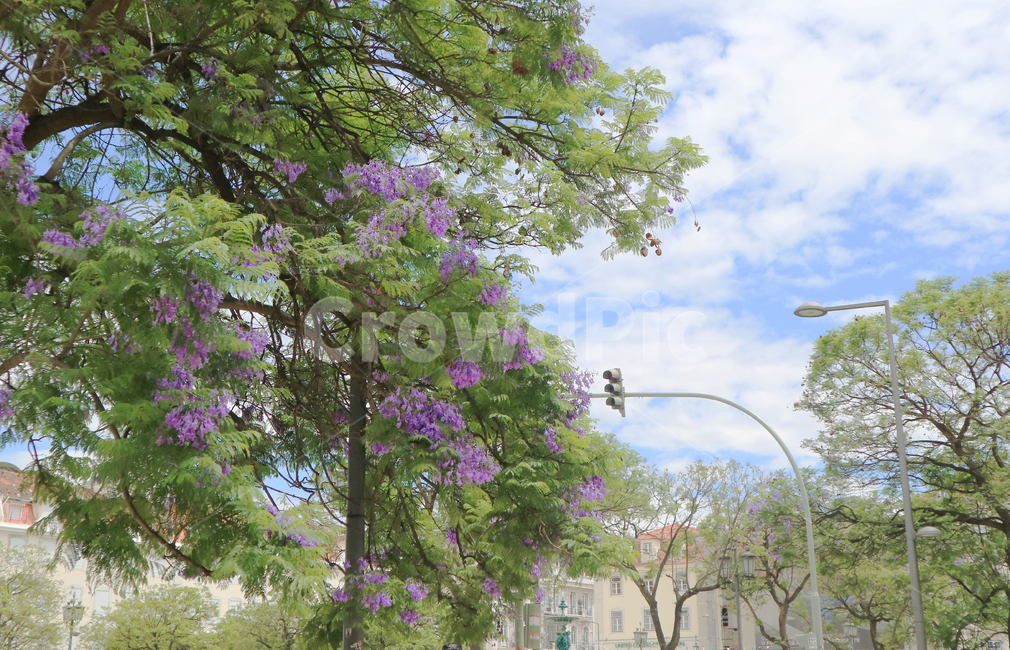 garden,정원,옥외,outdoors,jacaranda,나무,tree,풍경,자연,꽃,flower,자카란다,신호등,유럽,여행,유럽여행,관광,전경,공원,하늘,구름