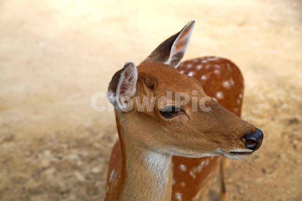 꽃사슴,사슴,동물,반점,월미공원,대륙사슴,매화사슴,포유동물,동물,animal,포유류,mammal