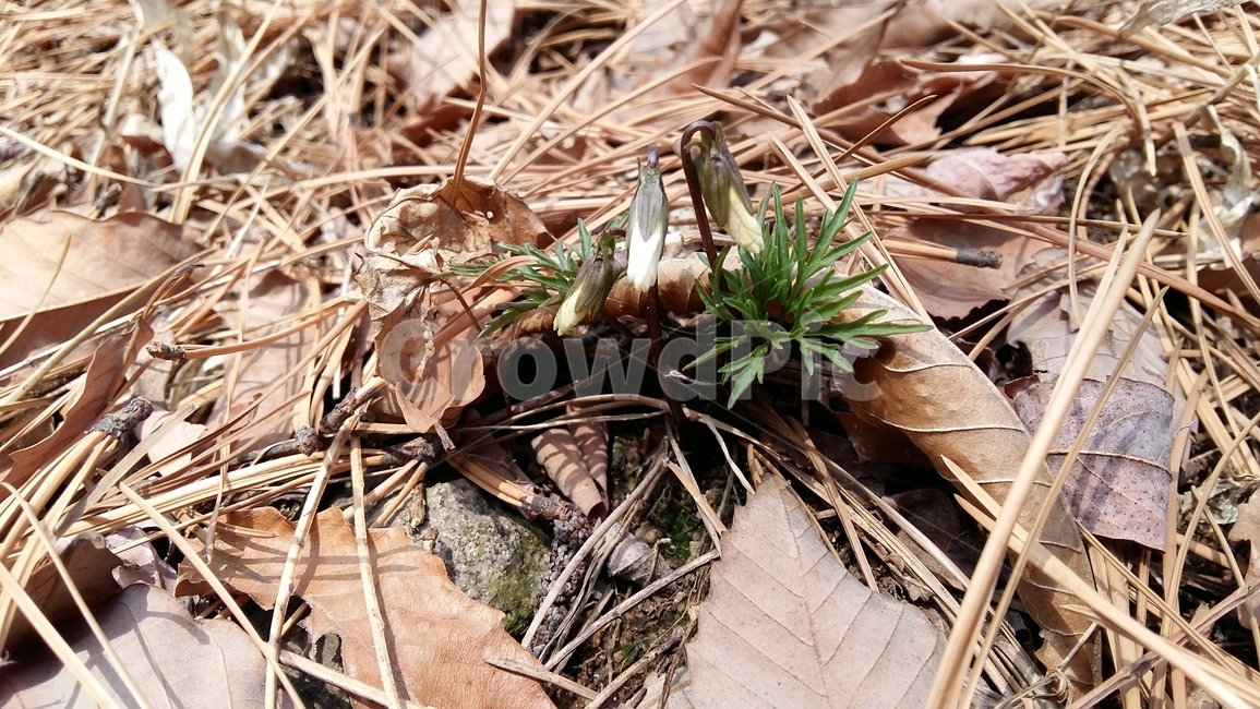남산제비꽃,제비꽃,남산,꽃,봄꽃,식물,자연,plants,nature,꽃,flower