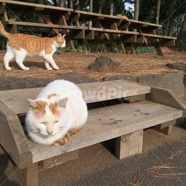 길고양이,고양이,낮잠,치즈고양이,길냥이