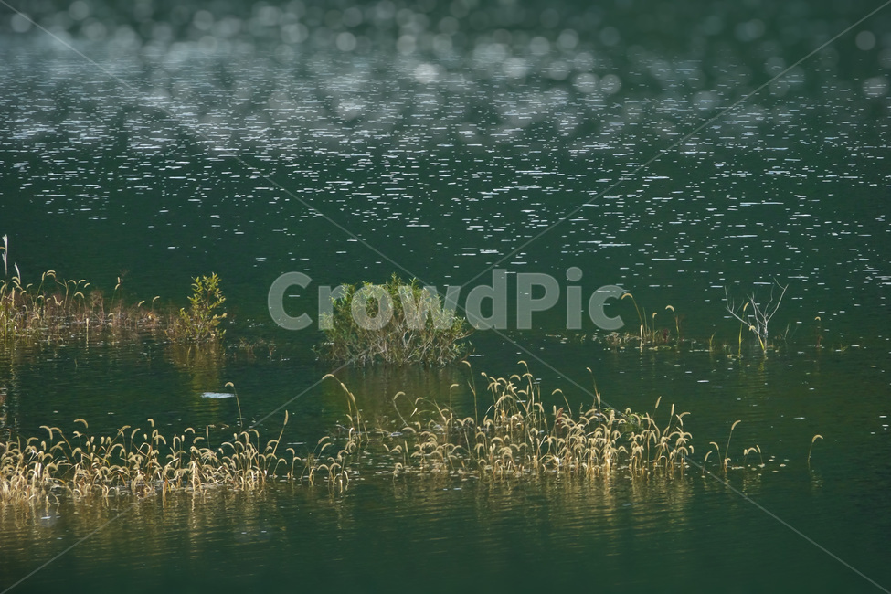 자연,식물,호수,물안개길,옥정호,가을,자연,풍경,nature,landscape