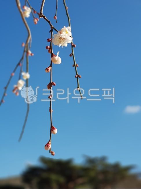 spring,elegance,blossom,indigo sky,plum blossom,flower