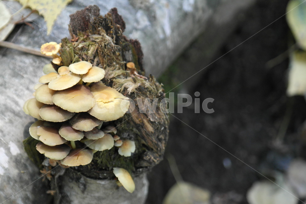 버섯,식물,산,자연,나무,이끼,나무결,접사,그늘,낙엽,가을,버섯,mushroom