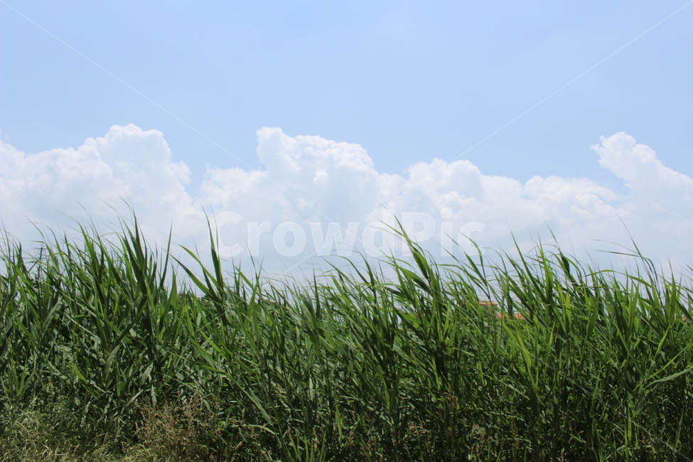 하늘,구름,맑은날씨,풀,풍경,자연,풍경,nature,landscape,grass,잔디,plant,식물,lawn