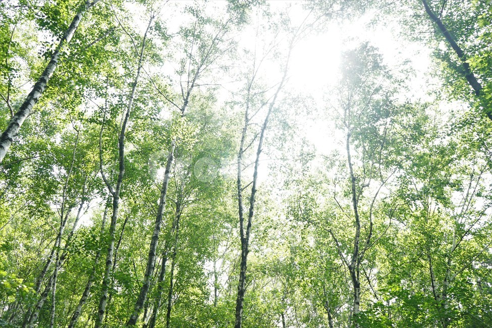 나무,초록,그늘,숲,신록,woods,green,shadow,forest,자연,nature,힐링,휴식,시원함,고요함,healing,relaxation,cool,calm,forestbathing,freshness,자연,풍경,nature,landscape,식물,plants,나무,trees,wood,휴식,힐링,rest,relaxation,healing,vegetation,초목,plant,land,땅,outdoors,옥외,tree,woodland,삼림지