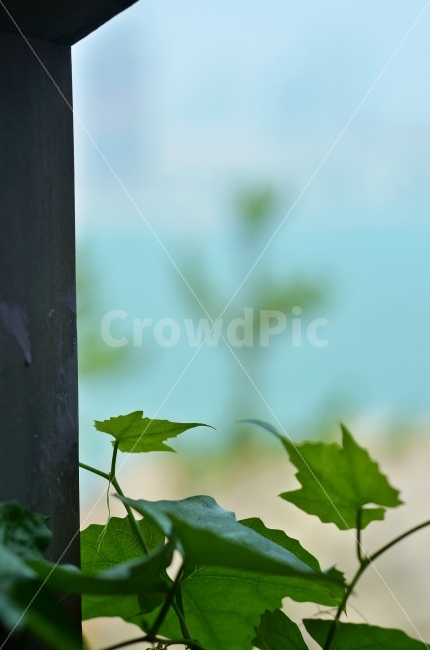 식물,아웃포커스,바다,초록색,자연,덩쿨,식물,자연,plants,nature