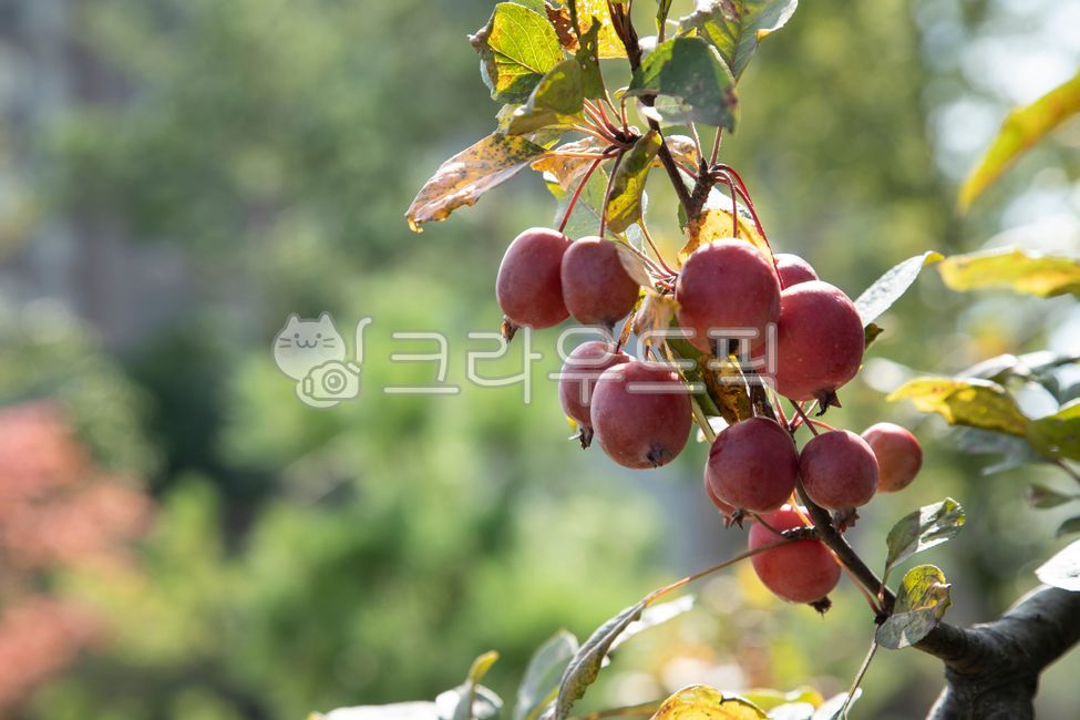 small,Autumn,nature,fruit,baby apple,tree,peel,leaf,branch,food,red,apple,ornamental tree,appetizing,fruit tree,plant,season,flower apple,fresh,sweet and sour