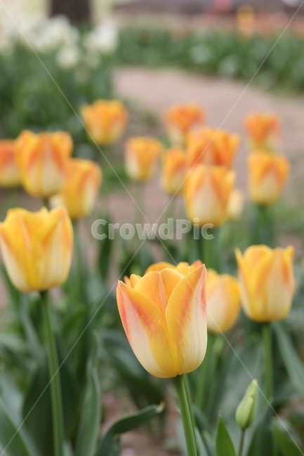 꽃,튤립,봄,공원,자연,계절,색깔,꽃밭,풍경,flowers,tulips,spring,park,field,season,colors,colorful,landscape,nature,봄,계절,spring,season,식물,자연,plants,nature,꽃,flower,plant,blossom