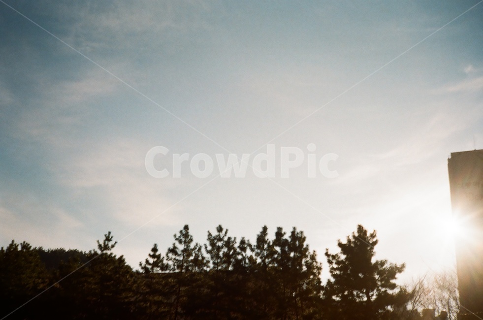 필름,필름사진,미놀타,하늘,햇빛,nature,자연,plant,식물,tree,나무,outdoors,옥외,노을,sunset