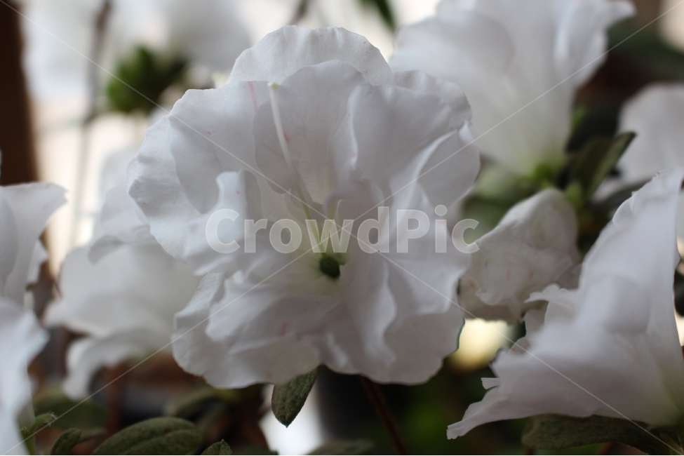 봄,꽃,화분,철죽,힐링,식물,자연,plants,nature,꽃,flower