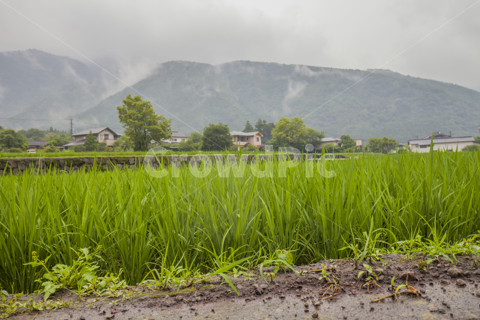 시골,풍경,자연,마을,벼,시골풍경,한적한,편안한,여유로운,농사,푸른,nature,landscape