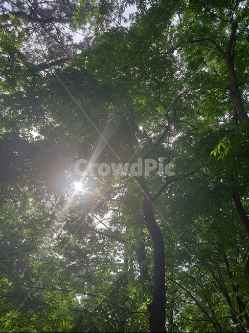 여름,숲,식물,나무,햇살,빛,벚나무,나뭇잎