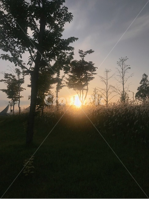 노을,나무,갈대,갈대숲,저녁하늘,자연,풍영