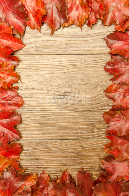 가을,단풍,낙엽,백그라운드,테이블,배경,디자인,바닥,틀,잎,자연,나무,컨셉,테두리,보드,데크,나뭇잎,계절,가을,계절,fall,autumn,season