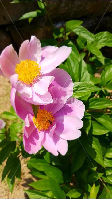 장미,꽃,5월,식물,작약,식물,자연,plants,nature,꽃,flower